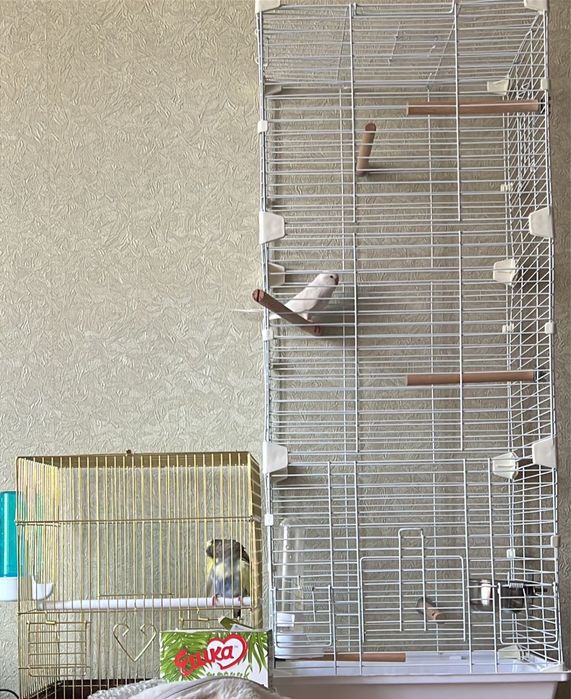 Продам два попугая с клетками