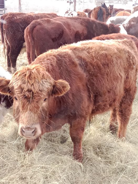 Продам бычок на племя