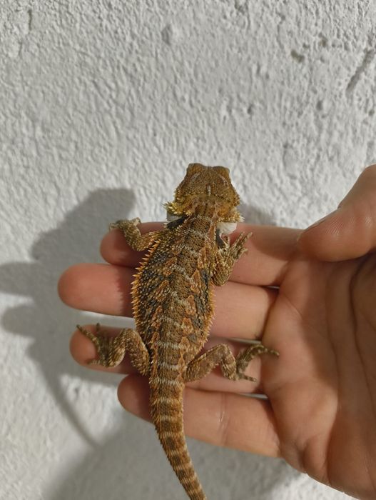 Брадата Агама / Pogona vitticeps