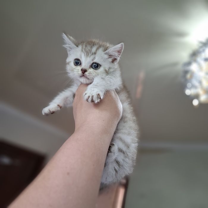 Британские котята