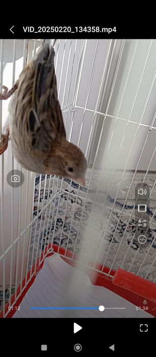 Kanareyka 7 oyli bitta sarigʻi 5 oyli