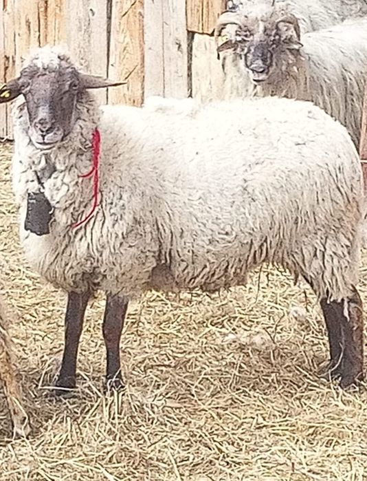 Oaie carabaș de vânzare