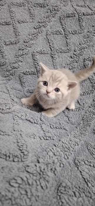 Шотландские котята мальчики и девочки