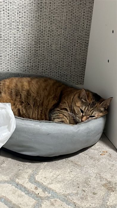 Кошку отдам  бесплатно