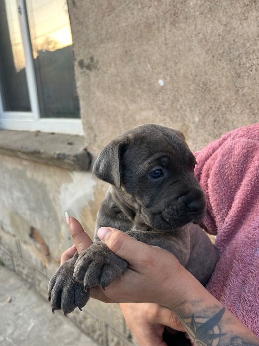 Кане Корсо Женски