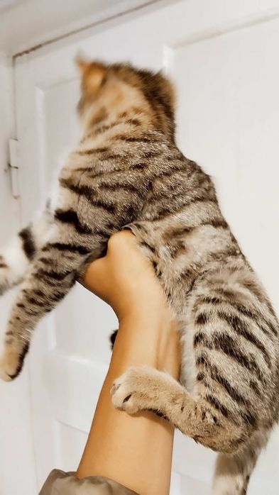 Роскошный Котёнок тигрового окраса подарит вам любовь