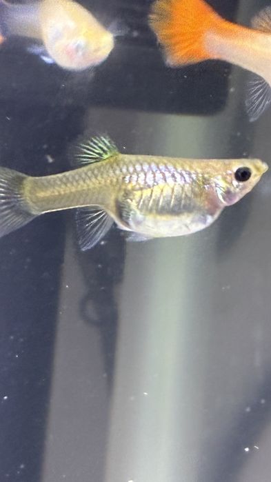 Продавам гупи и червени ckapugu Red Cherry