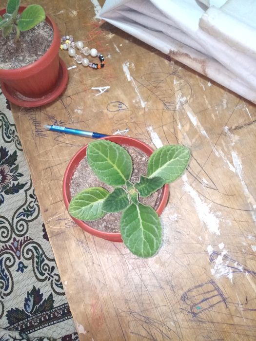 Продам комнатные цветы