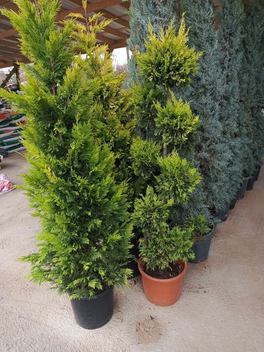 Archa ekish xizmat malkali Bog'bon va yer xaydash xizmat