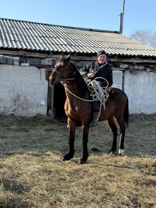 Продам жерпбца иноходец