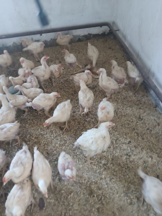 Продам бролер домашний без химикат