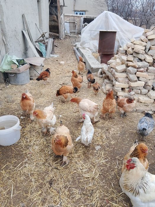 Брамалар сотилади