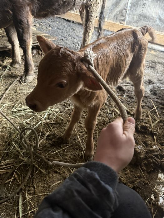 Корова с теленком