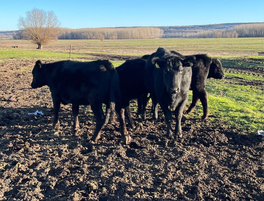 Vând un lot  de 12 vitele angus