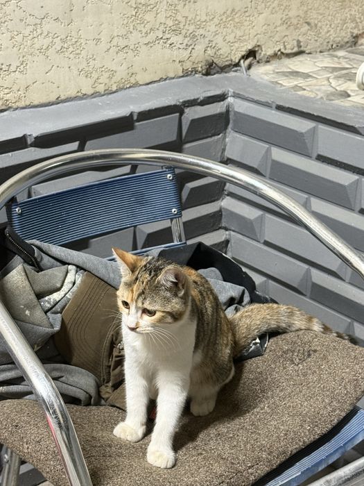 котенок,девочка,4-5 месяцев