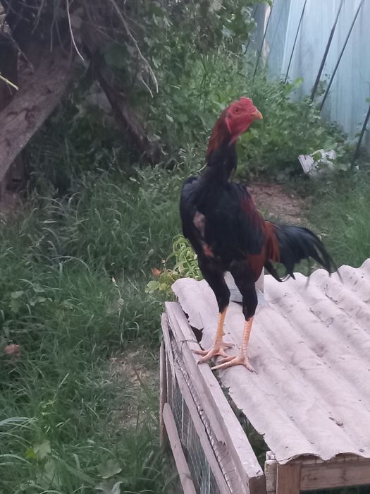 Срочно сотилади хўрозча