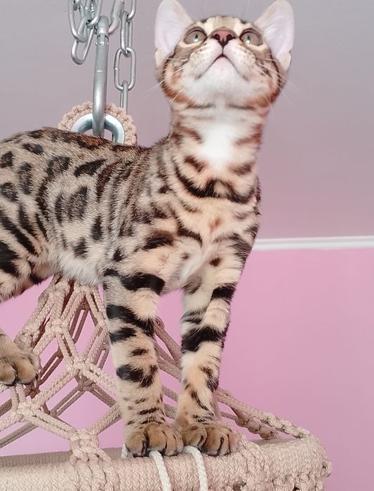 Бенгальский котёнок
