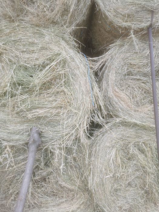Baloți   lucernă