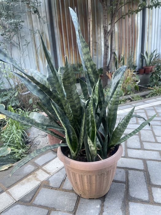 Цветы комнатные отлично подойдут для офиса кофейню