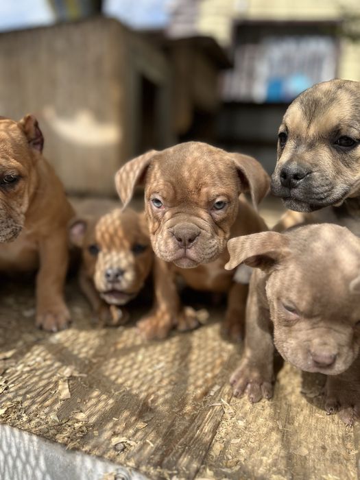 Американский булли разных окрасов