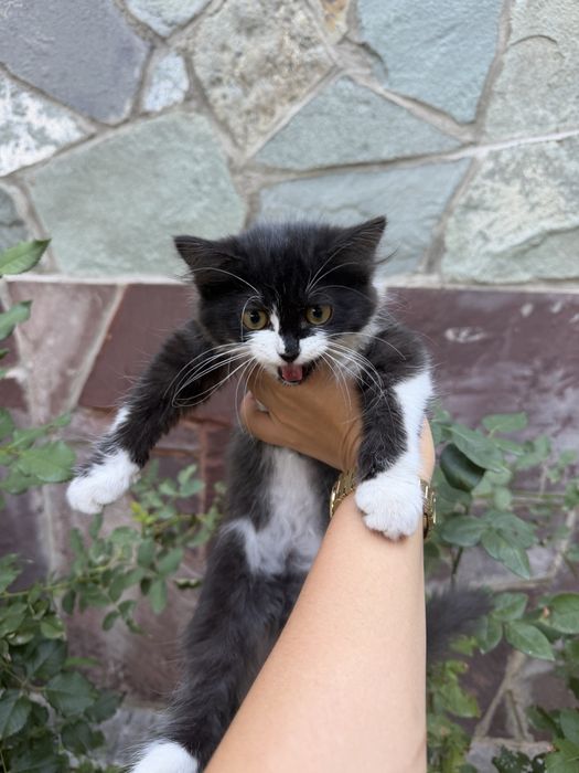 Котенок ищет дом