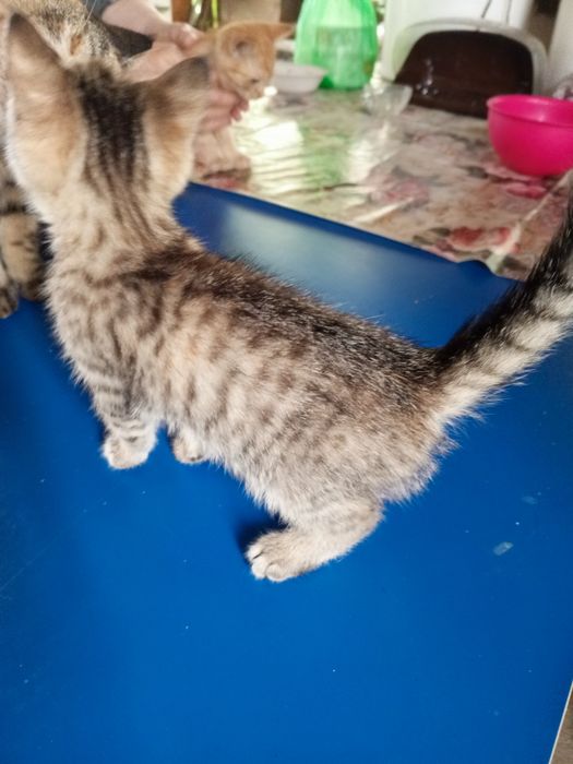 Отдам котят в добрые руки