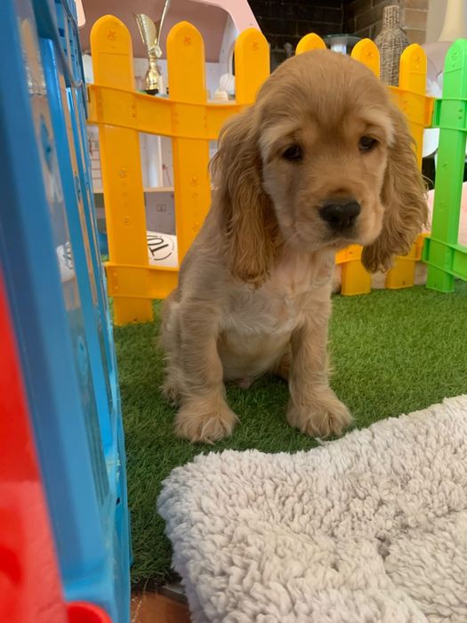 Băiețel Cocker spaniel auriu