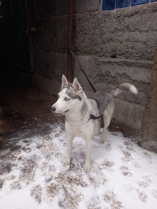 Хаски девочка умная