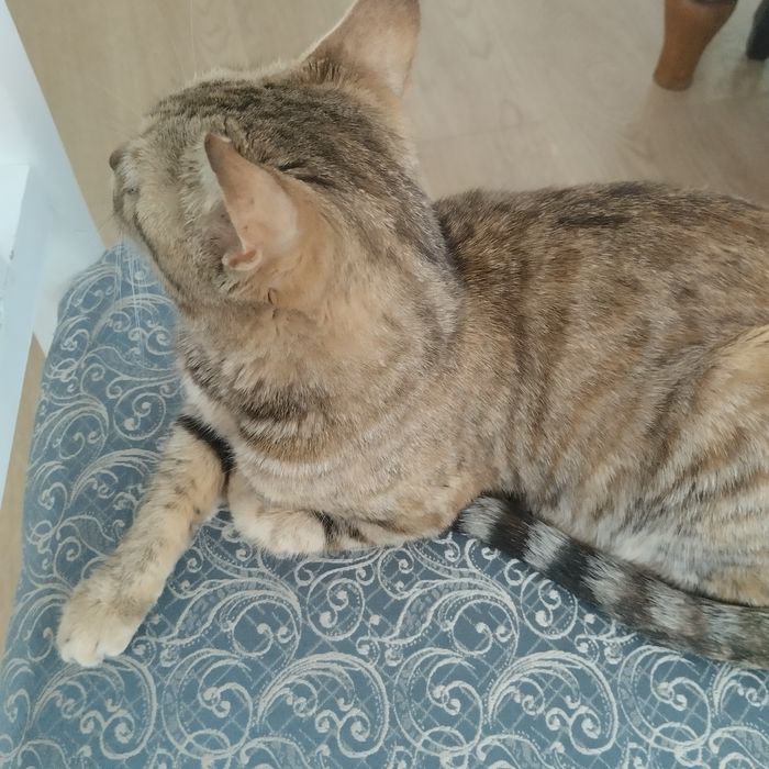 Взрослая кощка-мышеловка