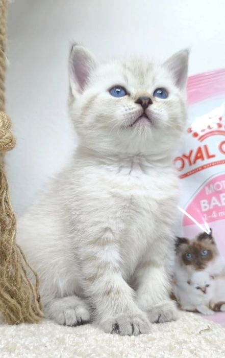 шотландские котята