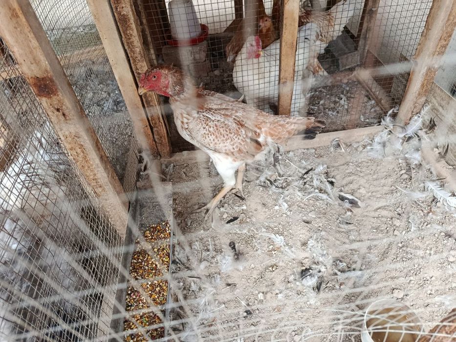 Bobo tovuq sotiladi srochna