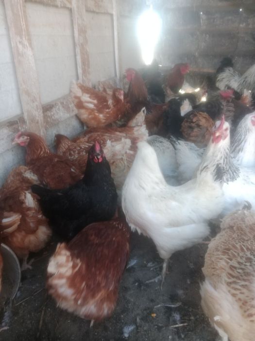 Куры продам молодой