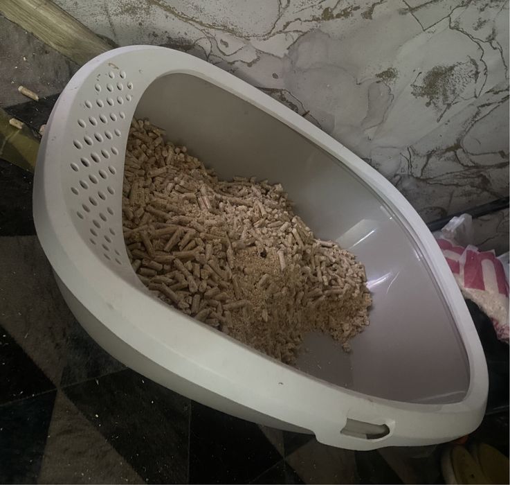 Котик, мальчик 8 месяцев
