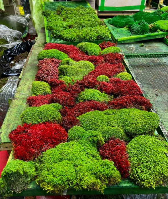 Стабилизированные растения в декоре