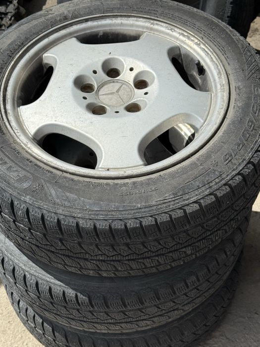 Черепаха авангард мерс