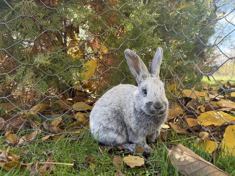 Голям Сребърен Заек