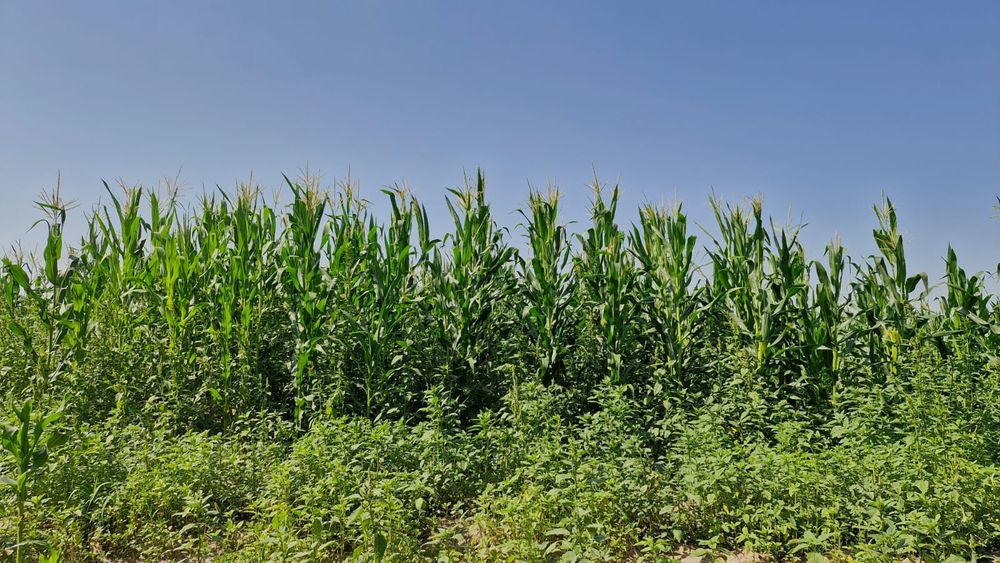 Кукуруза (силос с поля)