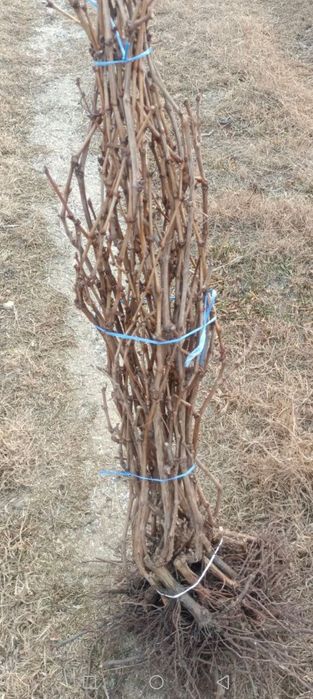 Мевали кучатлар бор