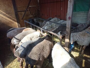 Жирные бараны семиз кой овцы курдючные