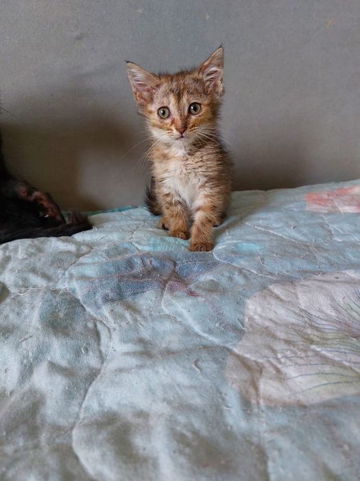 Отдам котят в добрые руки