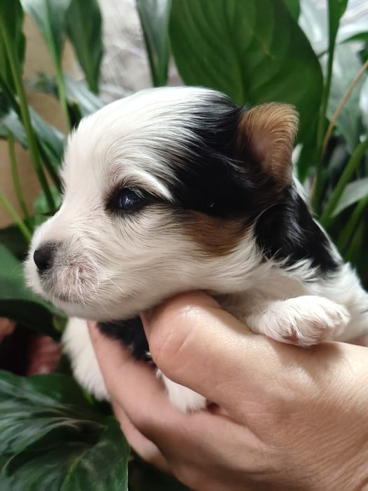 Бивер Йорк малыши