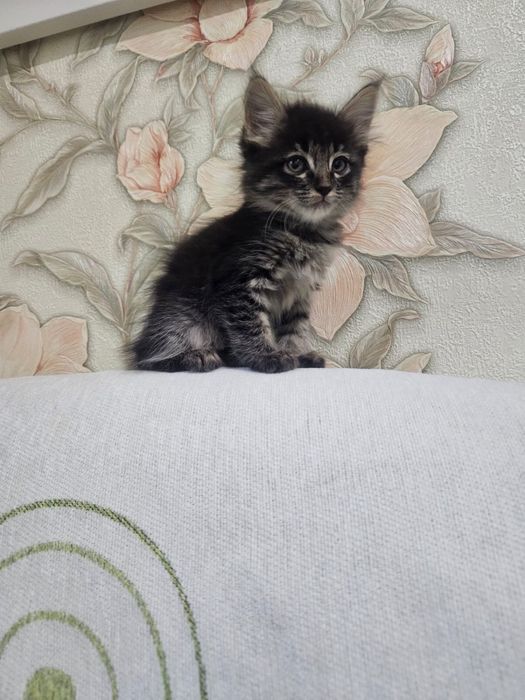Котята , в заботливые руки!