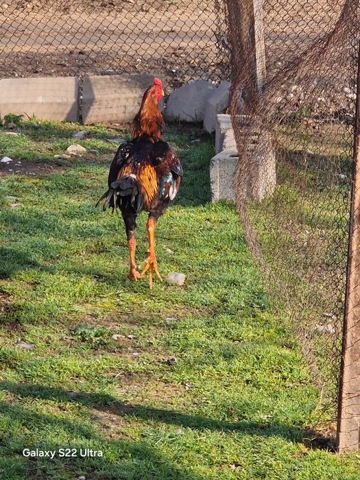 Продам даканов куры и питухи