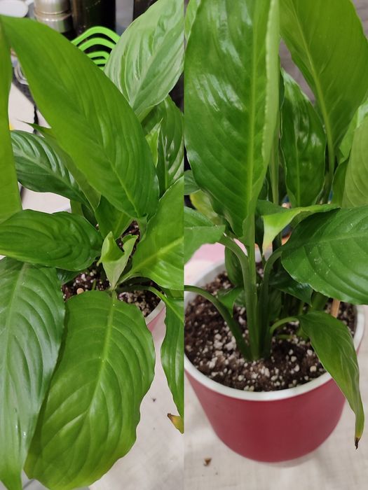 Цветы цветы цветы