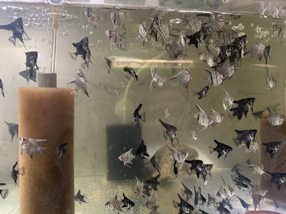 Аквариумни рибки-Анцитруси,Гупи,Молинези