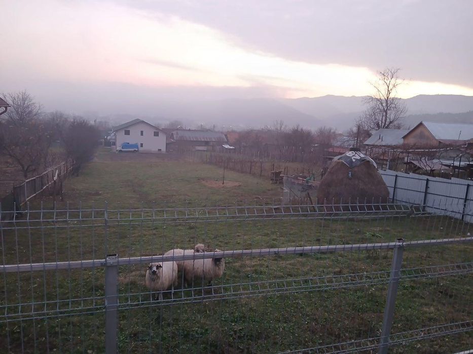 Vând Comănești  Leurda