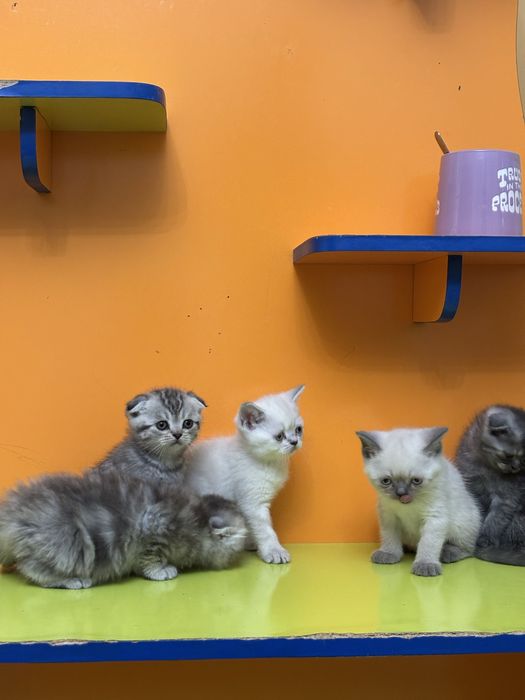 Шотландские котята
