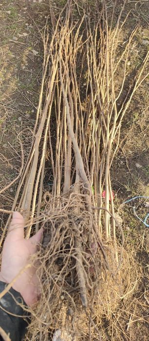 Puieți salcâm frasin tei fag carpen stejar mesteacăn plop brad molid