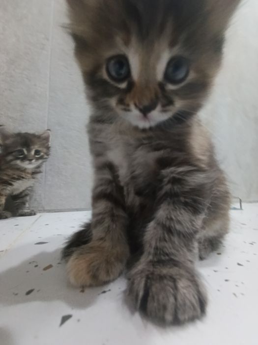 Отдам котят в добрые руки