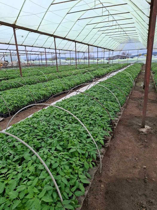 ТОП РАЗСАД НА ТОП ЦЕНА!!!